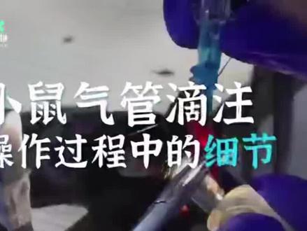 动物实验 ~小鼠气管滴注建立急性肺损伤模型的构建过程和注意细节#医学科研