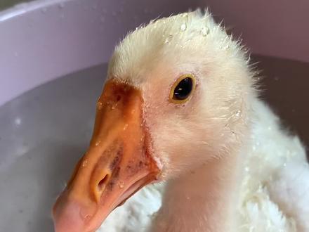 #内容启发搜索 #小鹅丧彪 #我的乡村生活 听话的丧彪怎么能不爱呢!