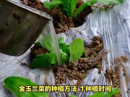 金玉兰菜种植方法 #种菜 #种菜小技巧 #种菜要有种菜的样子