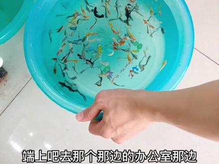 时代渔场的这些淘汰鱼,对于你们来说,应该如何处理?#观赏鱼 #水族