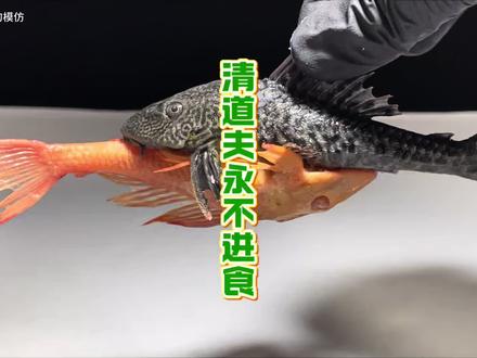 永不进食的清道夫 #清道夫 #解压 #趣味实验