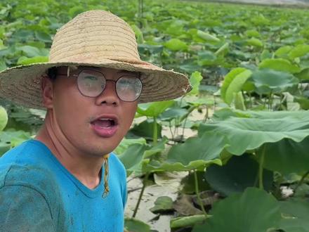 大风吹倒梧桐树,没钱难买通天路,父母不是摇钱树,只能为你铺铺路,不是社会扛不住,而是现实注定太残酷#摆摊#藕#我乡生活#新农人#感悟