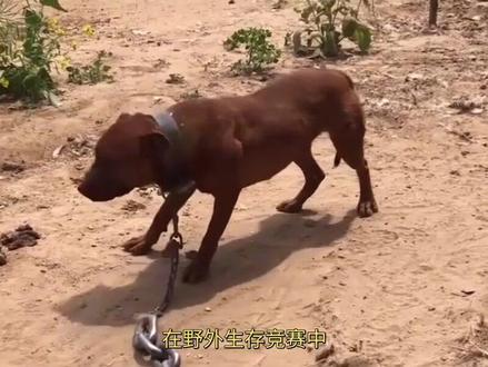 许多人称比特犬为“犬界战神”,比特犬真有这么狠吗