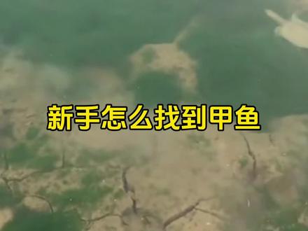 新手怎么找甲鱼#钓甲鱼 #找甲鱼 #鼓掌法找甲鱼