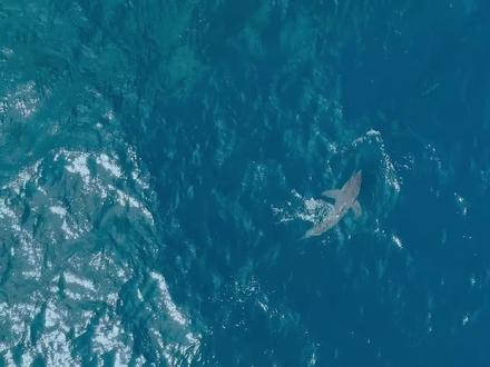 海洋中的霸主虎鲸#动物世界 #海洋生物 #虎鲸 #动物解说