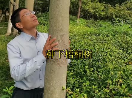 《诗经》里的梧桐 #梧桐 #诗经植物笔记