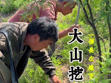 你吃过长在地下的枣吗? 跟着独臂大哥认识了一个山野宝贝:地枣,也叫绵枣,是老一辈的“救命野果”,靠山吃山,这一刻具像化了,独臂大哥靠跑山维持生计…#我为家乡农产品代言 #绵枣 #地枣 #大山挖宝 #山野美味