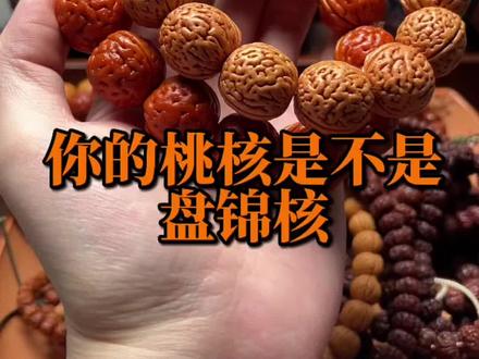 如何快速分辨盘锦核#桃核手串 #文玩桃核知识科普 #文玩手串