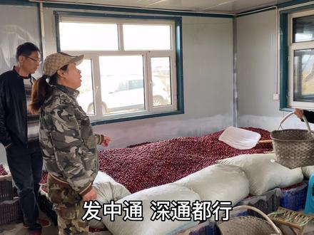 50亩地4年投资几百万,亚洲第二,指导价170,国内见过的太少了 #蔓越莓 #抖音