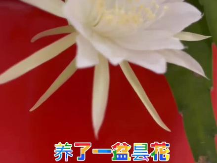 养了一盆印尼小叶昙花