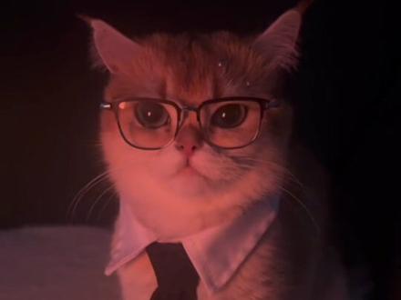 依旧白菜对我笑#这猫有点上头 #帅猫