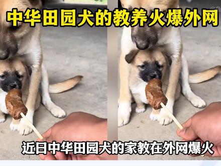 中华田园犬的教养让老外感动!澳洲网友:中国土狗堪称狗中贵族 #国际#硬核深度计划#全球创作者计划
