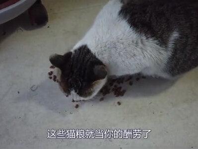 一把猫粮雇流浪猫抓鼠,3天没抓到鱼今天开胡,大猫吃鱼快如闪电 #生活 #户外 #捕鱼