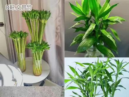 一个视频带你认识文昌竹#文昌竹#富贵竹#观音竹 #富贵竹