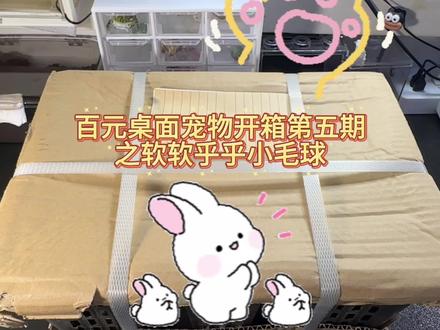 百元宠物开箱第5期 之软软乎乎小毛球#宠物兔 #异宠 #兔子 #侏儒兔 #萌宠出道计划