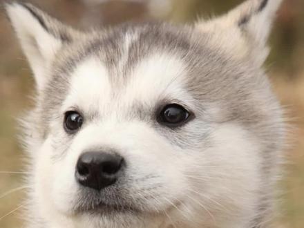 如何让狗一分钟快速排便#狗狗的迷惑行为 #狗子 ##宠物知识 #宠物吃货 #科学养宠攻略