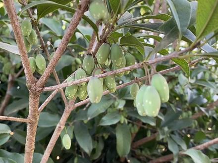 桂花结出来的果实你认识吗?原来用途这么多,我也才知道 #桂花果 #桂子 #桂花树 #新农人计划2023