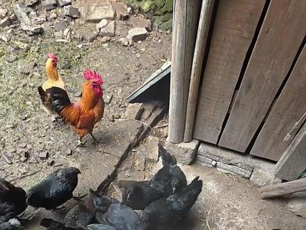 来了来了 自配料玉米豆粕麦麸预混料 这次没翻车 冒灰#记录我的农村生活#翁翁养鸡日记 #养鸡人 #农家散养土鸡蛋 #vlog十亿流量扶持计划 @DOU+小助手