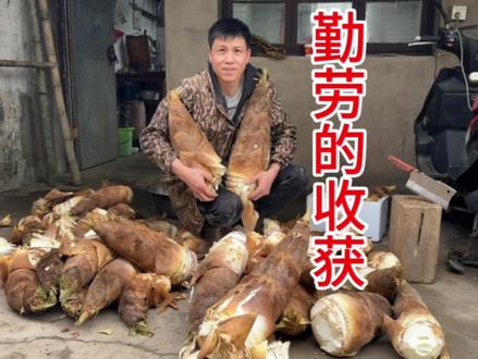 农村小伙挖回家一大堆笋,全家各种做法太香了 ,生活在农村真好,虽然有苦有累却特别幸福#2024新农人扶持计划 #分享农村美食 #家乡特色 #山货