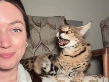 薮猫:把主人当孙子训的猫!#薮猫#涨知识