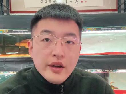 雷龙入缸静养方法实操,以雷波特、血癍等胆子比较小,出状态慢的#雷龙鱼 为代表!进行仔细记录和讲解!新手必看!避免心急,爱折腾等不良习惯!#真实生活分享计划 #养鱼日记 #张之魏误入雷龙圈