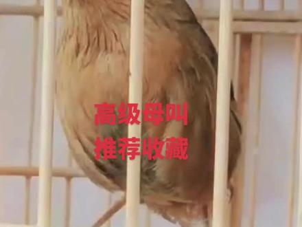 最骚原毛母。#画眉鸟 #它自己不知道自己可爱吧 #我负责拍摄分享你负责欣赏 #看动物世界品百味人生 #诚信啊杨东方不败