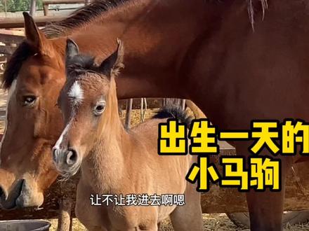 出生一天的阿拉伯小马驹,被人20000元预定,看看它有多萌 #小马驹 #阿拉伯马