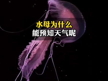 水母为什么能预测天气呢?#十万个为什么 #知识分享 #知识科普 #水母 #创作灵感