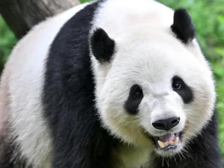 “#日本 马上要没有大熊猫了”登热搜,最后2只旅日熊猫即将回国,为东京上野动物园的"晓晓"和"蕾蕾"。专家:如果目前中日紧张局势持续,中方可能不再向日本租赁新的#大熊猫(编辑:张子皓、林润祺;实习生:蔡茹芸;审签:李婕舒)