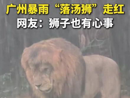 广州暴雨“落汤狮”走红。网友:狮子也有心事(作者:赵紫羽)