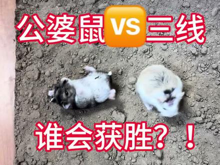 #生活服务热点中心 #搞笑配音 #仓鼠打架 #动物pk #萌宠 婆婆仓鼠VS三线仓鼠你猜谁会赢!@DOU+小助手 @抖音小助手