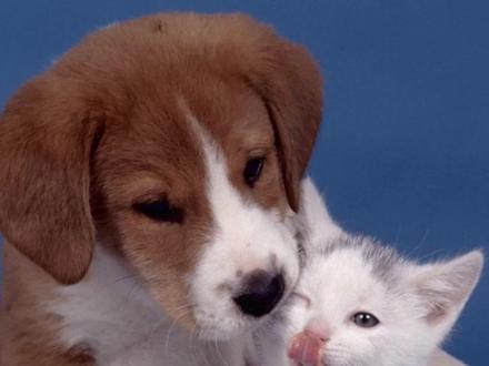 猫和狗哪个打架厉害#猫咪狗狗打架 #萌宠 #科学养宠 #宠物知识分享