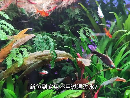 新鱼到家,需要过温过水吗?你是怎么做的呢 #观赏鱼 #热带鱼 #养鱼日记 #鱼缸里的大自然