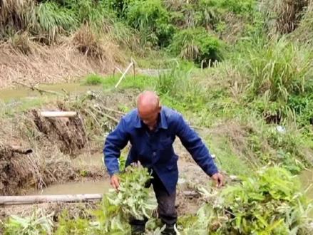 阿文请来70多岁老师傅,教大家繁殖荷花鱼苗,一看就会非常简单 #真实户外 #捉鱼 #徒手抓鱼
