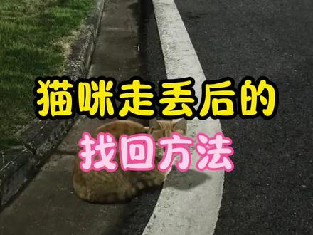 猫咪走丢后找回方法!#养猫日常 #养猫人 #新手养猫 #猫咪