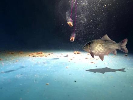 鱼能听到声音吗,钓鱼时说话会不会吓跑鱼? #钓鱼 #钓鱼技巧 #野钓