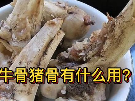 牛骨猪骨有什么用?为什么有人回收牛骨猪骨?回收老板告诉你真相