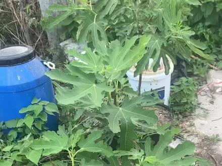 今年还能吃到无花果吗?#无花果种植技术 #无花果