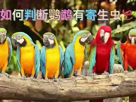 如何判断鹦鹉有寄生虫🪱#手养鹦鹉 #科普一下 #万物皆有灵性 #动物救助 #家有萌宠