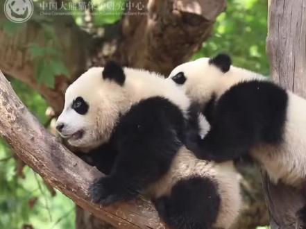 视频来源:中国大熊猫保护研究中心
来,说给小奇迹和肥皂水的大聪明们看看!隔着屏都能感受到中心的无奈,这都科普多少遍了,还有人乱说,你们要不让华动把那个叫某抖的天天乱直播的告了吧,真是丢人丢到国外去了,那些从中心租借出国的猫,非食物丰荣不充足甚至没有的,你们倒是管管呀,这个泡泡浴这么多元化的丰荣可不是哪个动物园都会想起来用的,比如某个乐园,你们去呼吁增加丰荣玩具,防止孩子和爹妈刻板,口口声声他们生活得好,你们是觉得饲养员好而已,自带滤镜国宝他们也好!所以多关注官方网站发布的科普视频只会有益不会害你的!#国宝不愧是国宝 #熊猫界顶流 #熊猫 #一方水土养一方熊猫 #熊猫的生活有多惬意