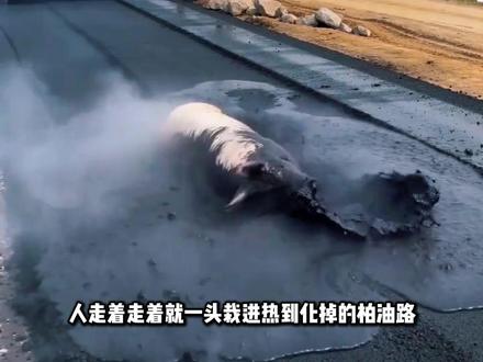 这不是恐怖故事,而是印度正在真实上演的画面! #印度高温 #印度 #高温 #喜马拉雅山