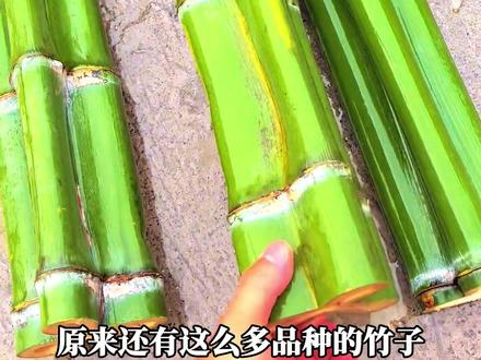 原来还有这么多品种的竹子,有的价格甚至能卖上万元! #竹子 #科普 #实心竹 #竹 #我的乡村生活