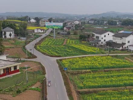 飞去曾拱桥看彩色油菜花 其实花还没开完,可以在等等