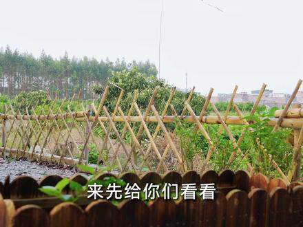 你们评评理…院里这面围栏,是不是看着比我家猫啃的还难受? #抖音小助手 #我的乡村生活 #volg #竹篱笆