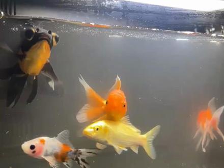 小米鱼缸养不活鱼?全面改造教程 小米鱼缸的过滤以及电源线防潮的全面改造教程,实现新手轻松养鱼
#小米鱼缸 #小米鱼缸改造 #新手养鱼 #家居美学 #fyp