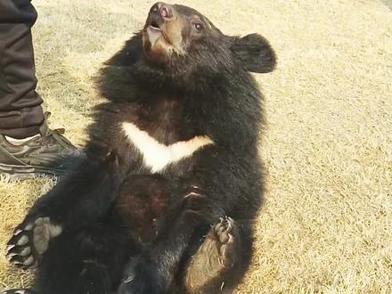 豆皮现在开始健美 先给大家来的仰卧起坐#黑熊 #黑熊精 #野生动物零距离 #抖音推广 #周口野生动物世界