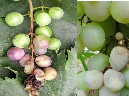 葡萄成熟期,最怕这个病害,你们都知道吗