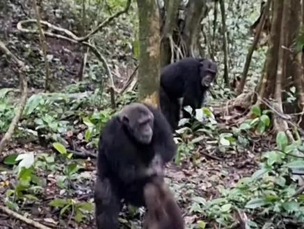 猴子为什么叫泼猴#科普