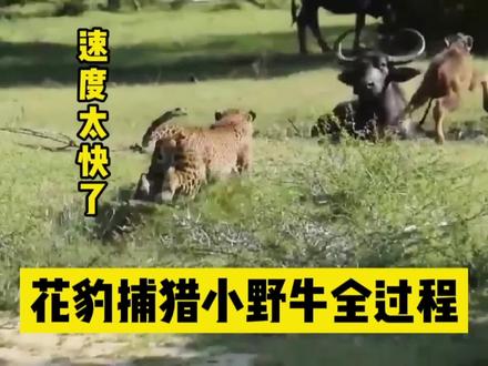 花豹捕猎小野牛全过程,花豹屡败屡战,跟随镜头一起来看下吧 #动物 #花豹