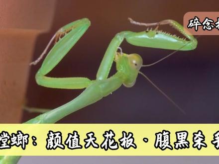 三分钟!带你过完《昆虫记》必考知识点!全程干货! #昆虫记 #初中语文 #名著阅读 #昆虫记考点汇总
